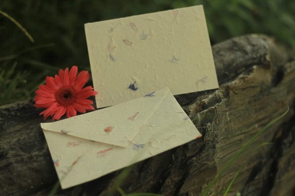 White Bougainvillea Flower Pressed Handmade Greeting Card & Envelope - Lokta (3)